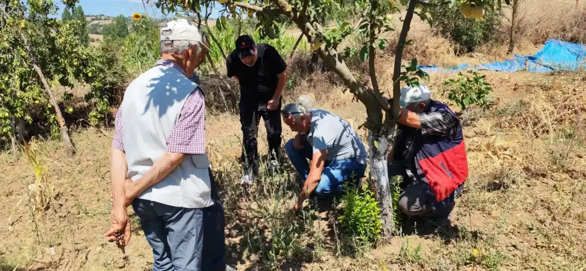 Balıkesir’de tarla faresine karşı uyarı